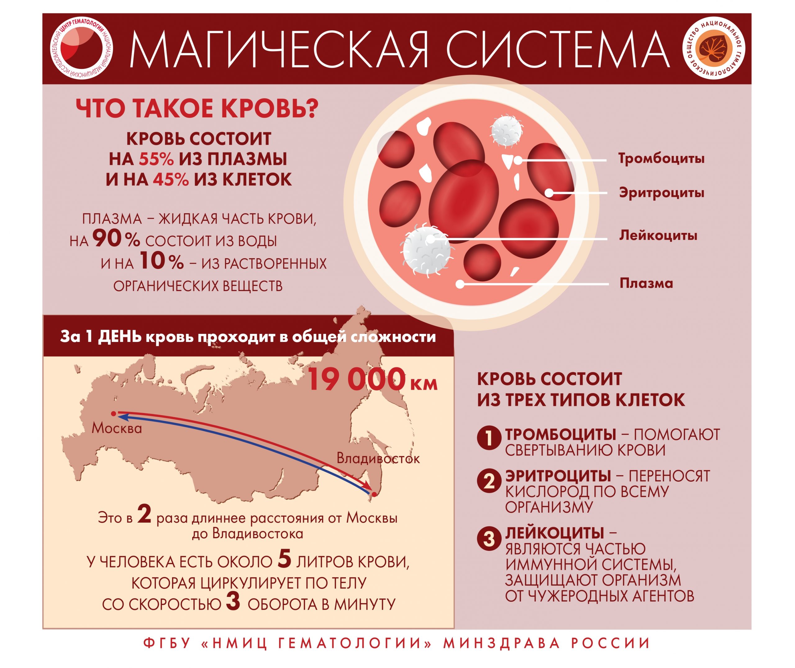 Специалистами ФГБУ «НМИЦ гематологии» Минздрава России разработана серия  инфографики, где в простой и доступной форме представлена информация о  заболеваниях системы крови | Министерство здравоохранения Республики  Мордовия